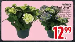 Edeka Hortensie Busch 'Hype' Angebot