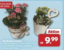 Combi Bepflanzte Schalen Angebot