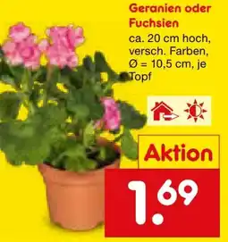 Netto Marken-Discount Geranien Angebot