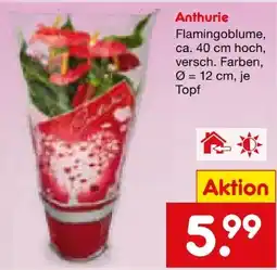 Netto Marken-Discount Flamingoblume Anthurie Angebot