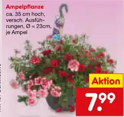 Netto Marken-Discount Ampelpflanzen Angebot