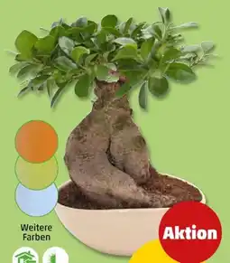 PENNY Ginseng Bonsai Angebot