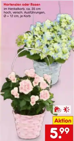 Netto Marken-Discount Hortensien Angebot