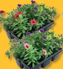 Lidl Beetpflanzen Angebot