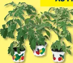 Lidl Gemüsepflanzen Angebot
