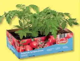 Lidl Grandiol Tomatenpflanzen Angebot