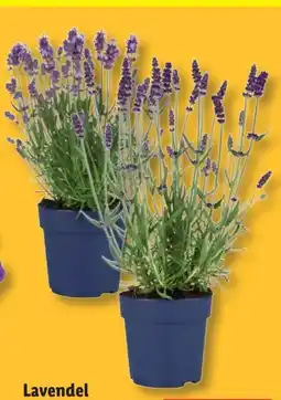 Lidl Lavendel Angustifolia Angebot
