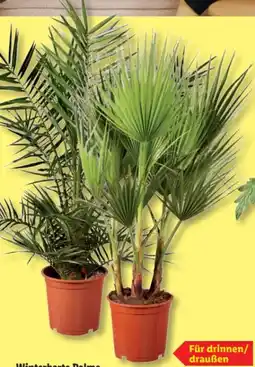 Lidl Winterharte Palme Angebot