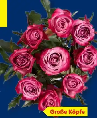 Lidl Premiumrosen Angebot