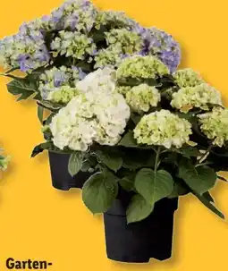 Lidl Gartenhortensien Angebot