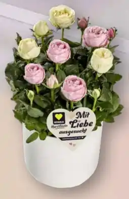 Edeka Edeka Herzstücke Rose Angebot