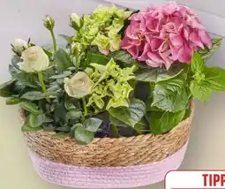 Edeka Geschenkkorb mit Hortensien & Topfrosen Angebot