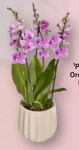 Edeka Orchideen Phalaenopsis Angebot