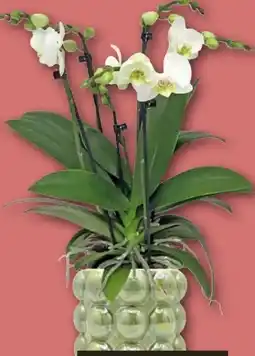 REWE Center Orchidee Big Five Angebot