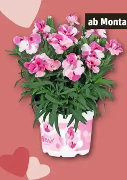 REWE Center Nelke Pink & Proud Angebot