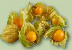 REWE Center Physalis Angebot