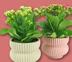 REWE Center Queen of Flowers Angebot