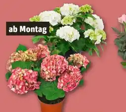 REWE Center Rewe Beste Wahl Hortensie XL Angebot