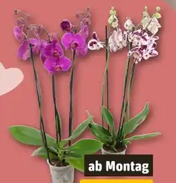 REWE Schmetterlingsorchidee Angebot