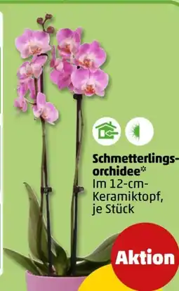 PENNY Schmetterlingsorchideen Angebot