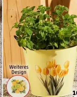 PENNY Blumentopf Zink Angebot