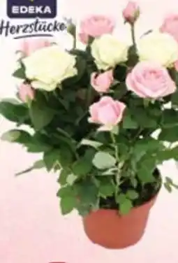 E-Center Edeka Herzstücke Topfrosen Duo Angebot
