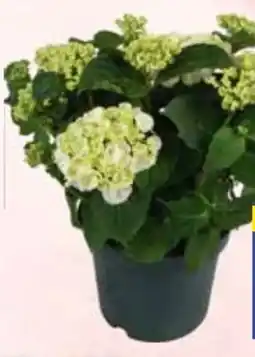 E-Center Hortensie Busch Hype Angebot