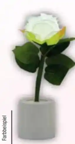 E-Center LED-Rose Angebot