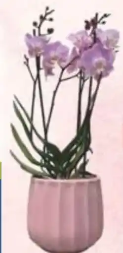 E-Center Orchideen Phalaenopsis Angebot