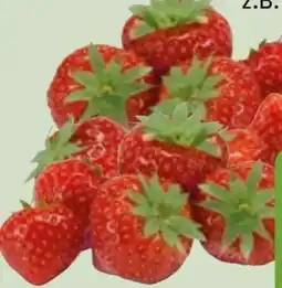 Edeka Xpress Erdbeeren Angebot