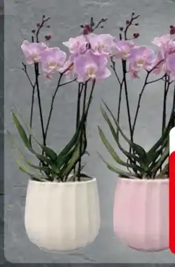 Edeka Orchideen Phalaenopsis Angebot