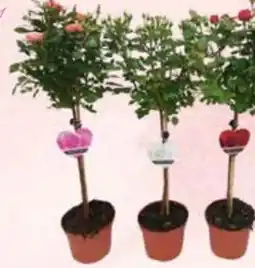 E-Center Rosenstämmchen Angebot