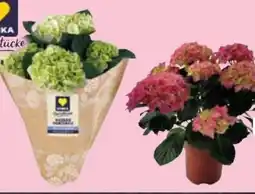 Edeka Edeka Herzstücke Hortensien Angebot