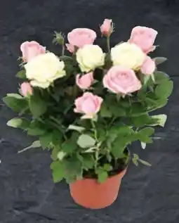 Edeka Edeka Herzstücke Topfrosen Duo Angebot