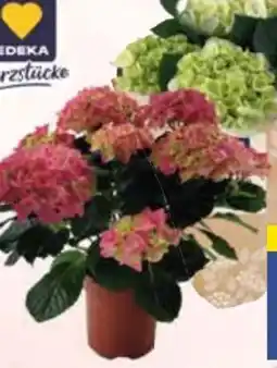 E-Center Edeka Herzstücke Hortensien Angebot