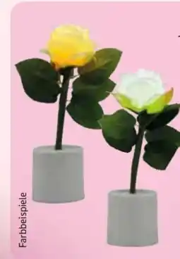 Edeka LED Deko Rosen Angebot