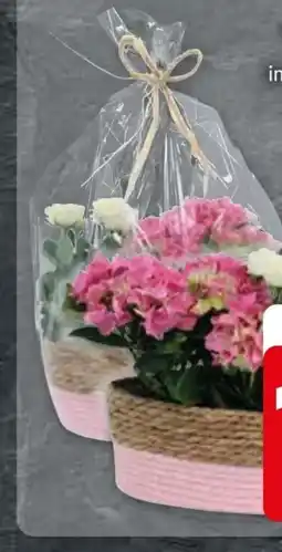 Edeka Deko-Korb Angebot