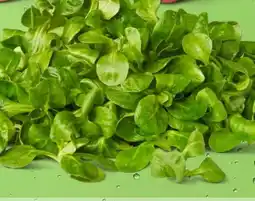 PENNY Marktliebe Regional Feldsalat Angebot