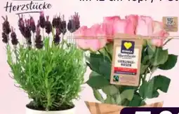 Edeka Edeka Herzstücke Rosen Angebot