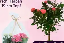 Edeka Muttertagskorb Angebot