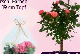 Edeka Muttertagskorb Angebot