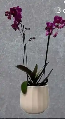 Edeka Orchideen 2 Rispen Angebot