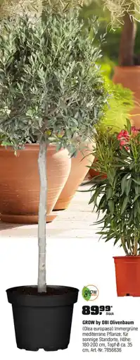 OBI GROW by OBI Olivenbaum (Olea europaea) Angebot