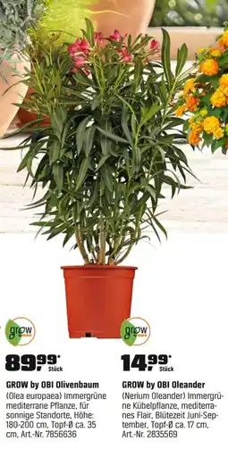 OBI GROW by OBI Oleander (Nerium Oleander) Angebot