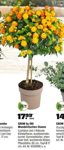 OBI GROW by OBI Wandelröschen Stamm (Lantana cam.) Angebot