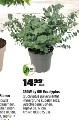 OBI GROW by OBI Eucalyptus (Eucalyptus pulverulenta) Angebot