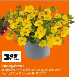 OBI Zauberglöckchen (Calibrachoa hyb.) Angebot