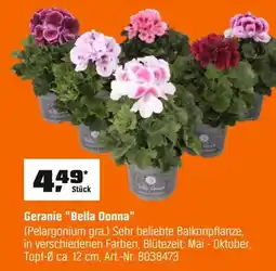 OBI Geranie "Bella Donna" (Pelargonium gra.) Angebot