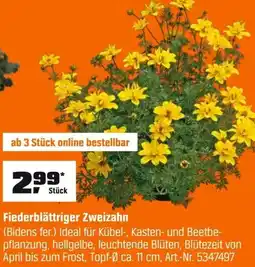 OBI Fiederblättriger Zweizahn (Bidens fer.) Angebot