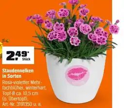OBI Staudennelken in Sorten Angebot